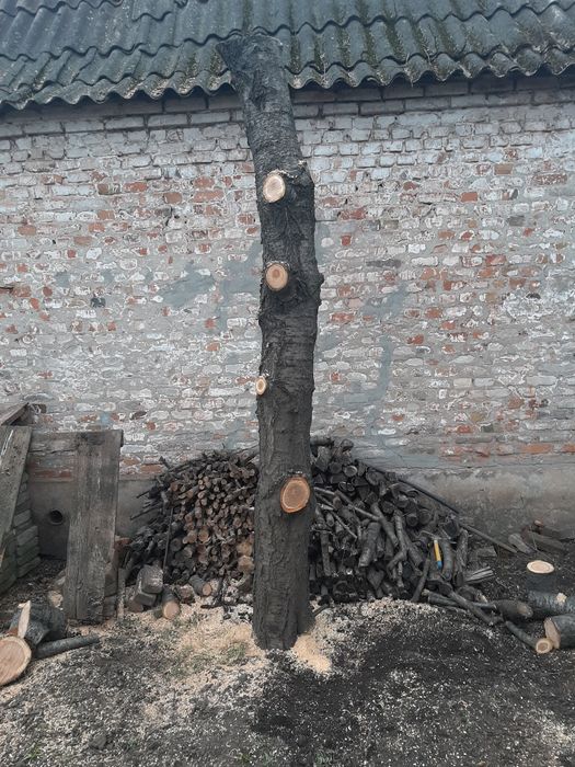 Слеб. Черешня червона. Розміри на фото