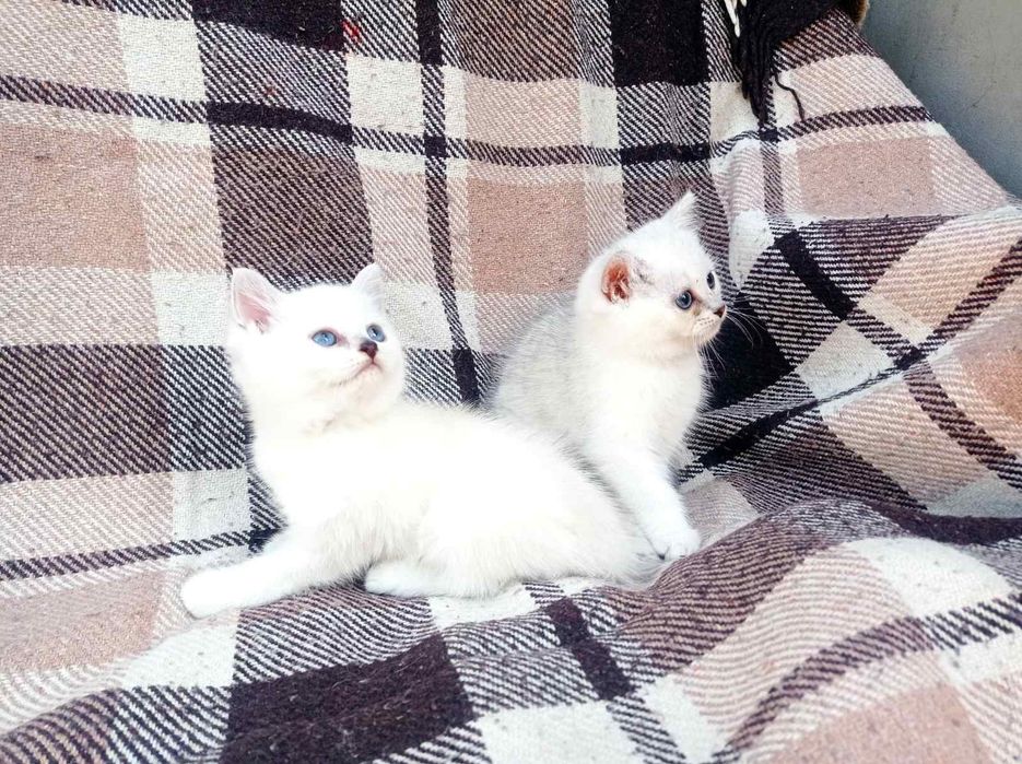 Классные британцы,мальчики