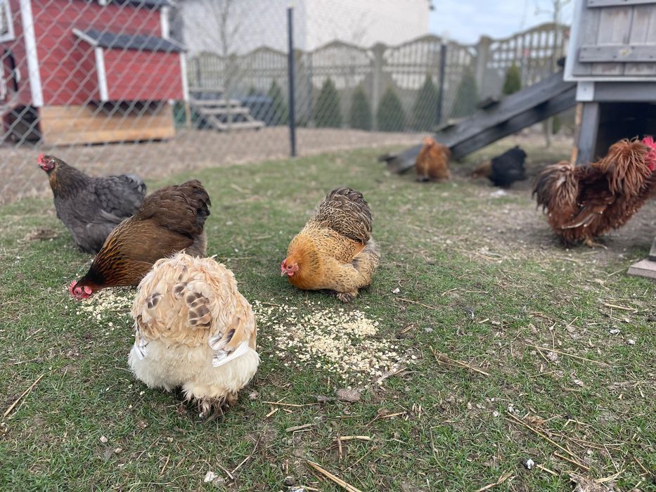 Kochin karzełek i olbrzymi -  jaja lęgowe