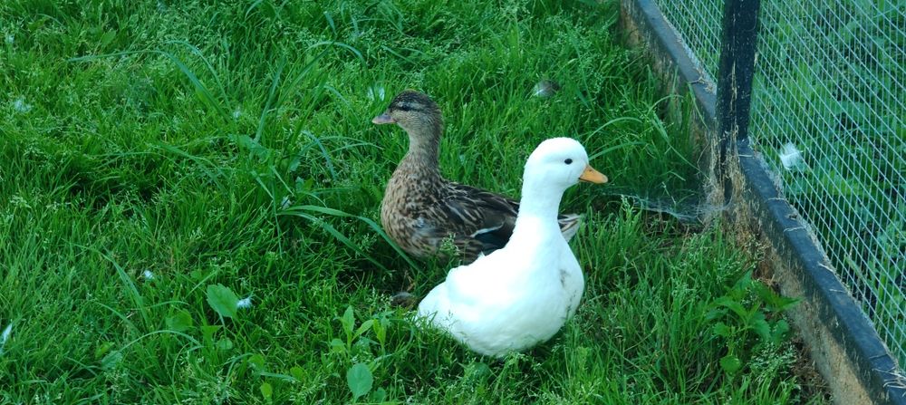 Kaczki call duck