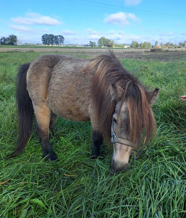 Mini konik brytyjski klacz