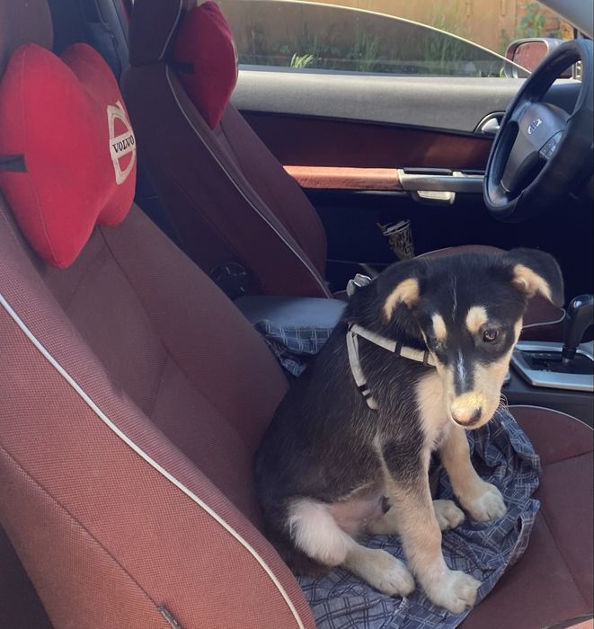 Цуцик шукае люблячу родину