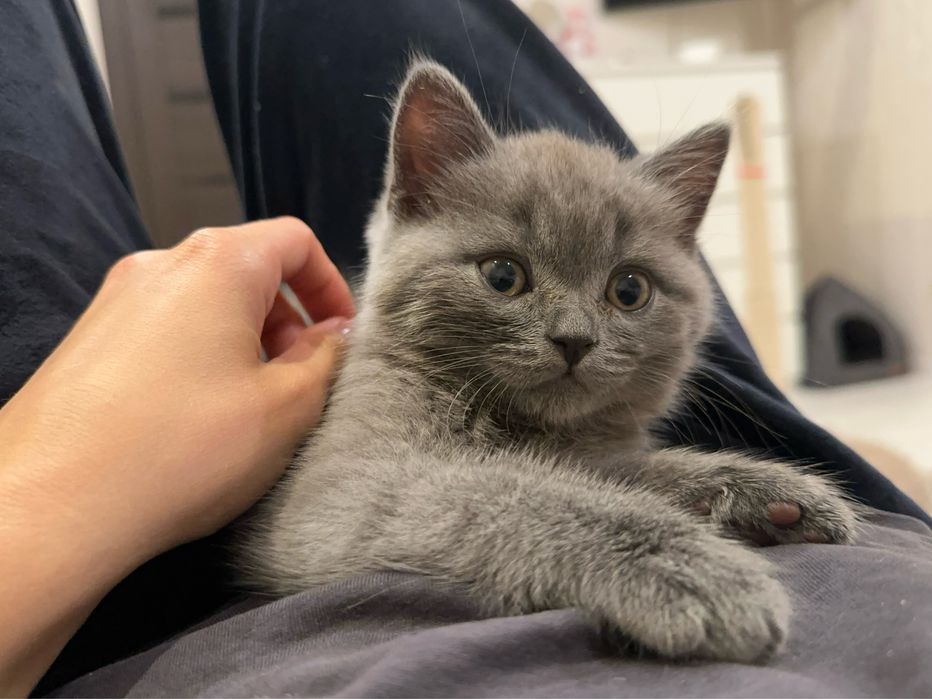 Хлопчик скоттиш страйт ! Шотландський прямовухий хлопчик ! Ціна вже знижена !