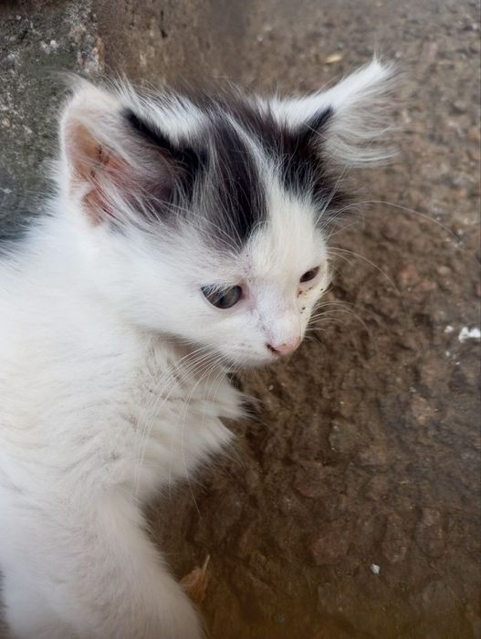 отдам котят, два мальчика