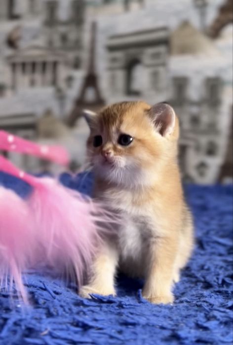 Плюшевий шотландський золотий котик