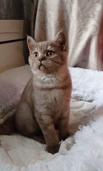 Британські  котики киці страйт