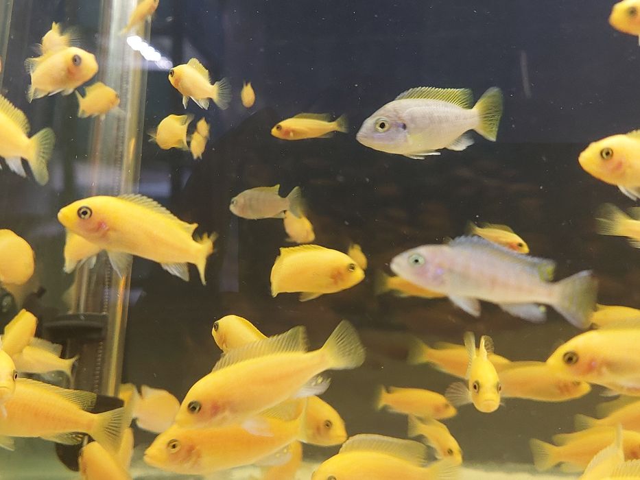 Pielęgnice Pyszczaki dostępnych około 1000 szt.