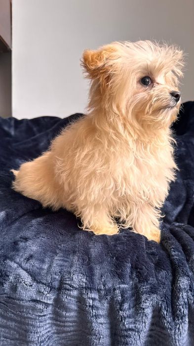 Maltipoo ultramalutka sunia