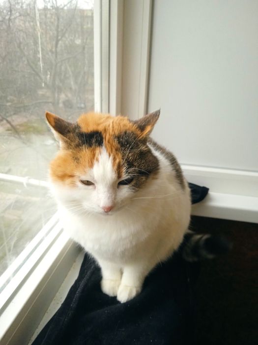 Кішечка стерилізована.