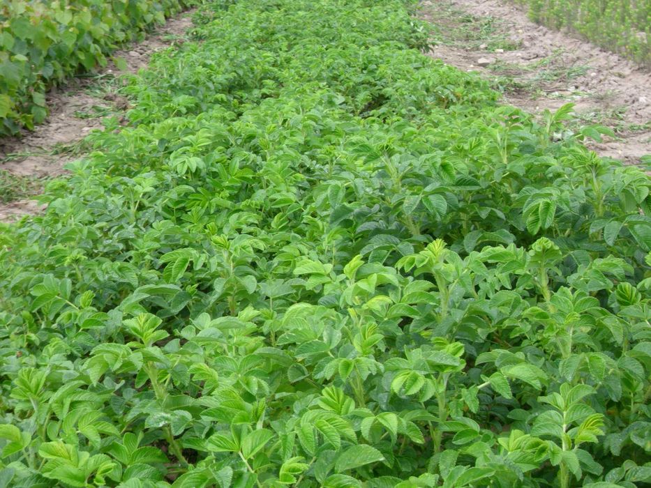 Róża rugoza  sadzonki roczne