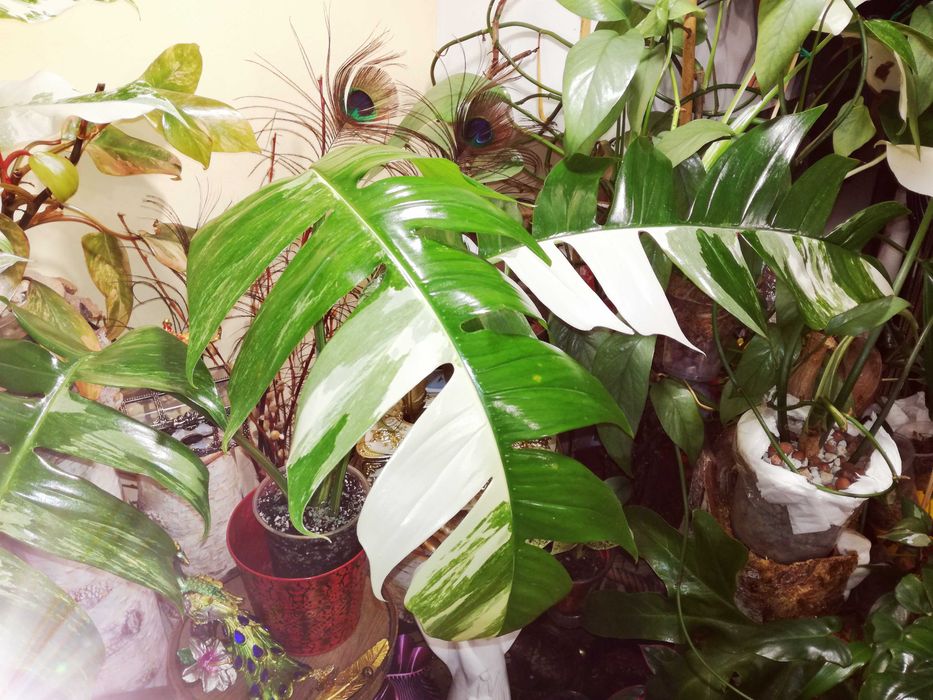 Epipremnum Pinnatum Variegata Albo PIĘKNOŚĆ monstera