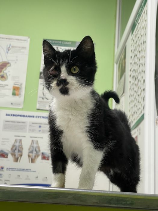 Кошеня котик шукає родину