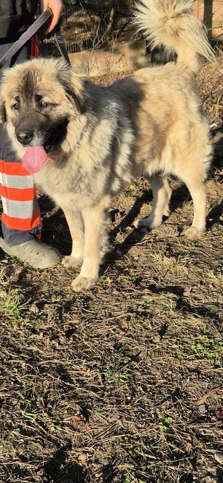 Wspaniała przyjaciółka do adopcji