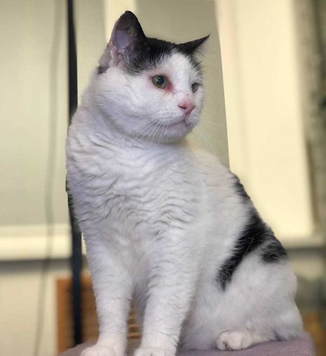 Котик Семен шукає свою родину!