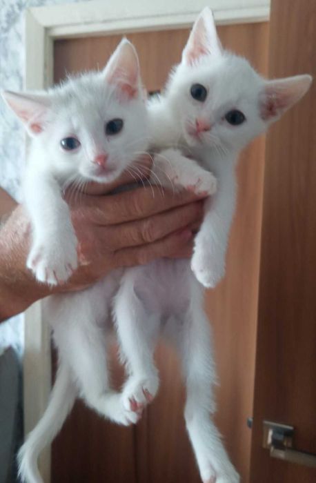 Котенята в добрі руки