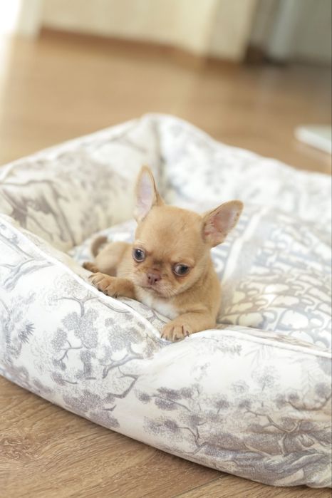 Chihuahua FCI chłopak