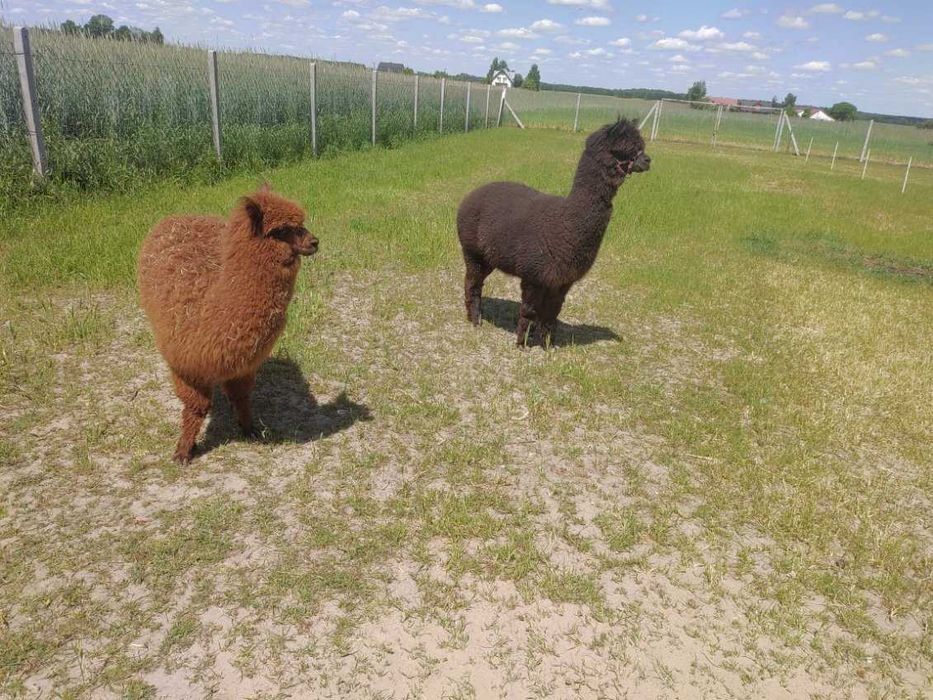 Sprzedam samca Bono 7 lat