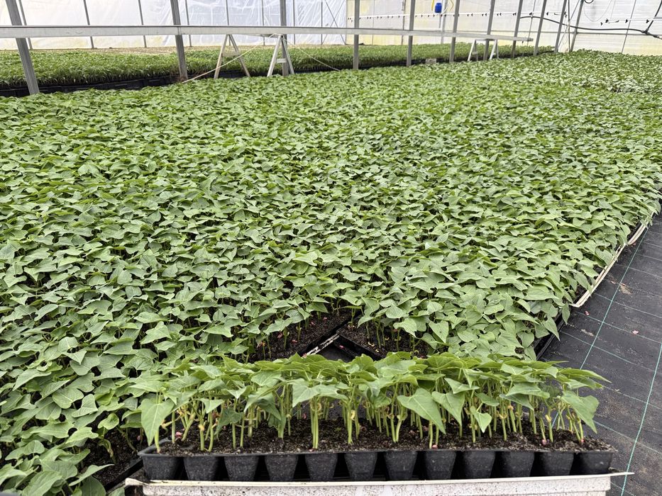 Fasola szparagowa sadzonka rozsada