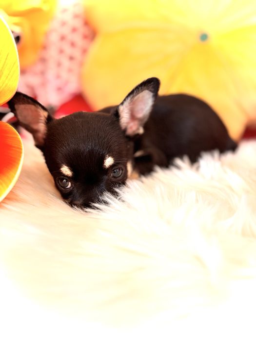 Śliczny czarny podpalany piesek