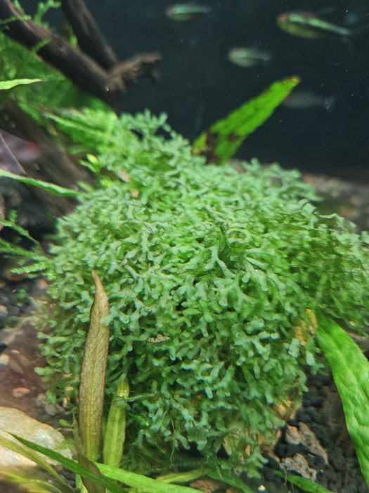 Mini pellia (Riccardia chamedryfolia)