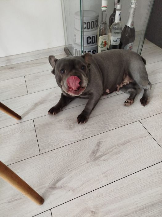 Buldog francuski blue suczka