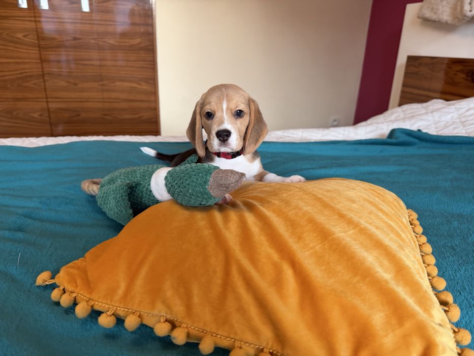 Suczka Beagle z rodowodem ZKwP FCI ,Po  Championach   .DNA .