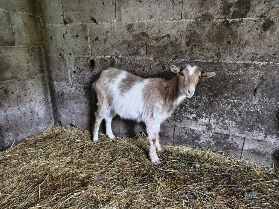 Cabrita 10 meses
