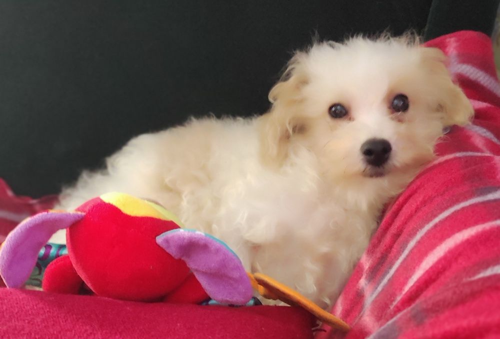 Maltipoo suczka  szczepienia wściekliznaWarszawa maltańczyk pudel