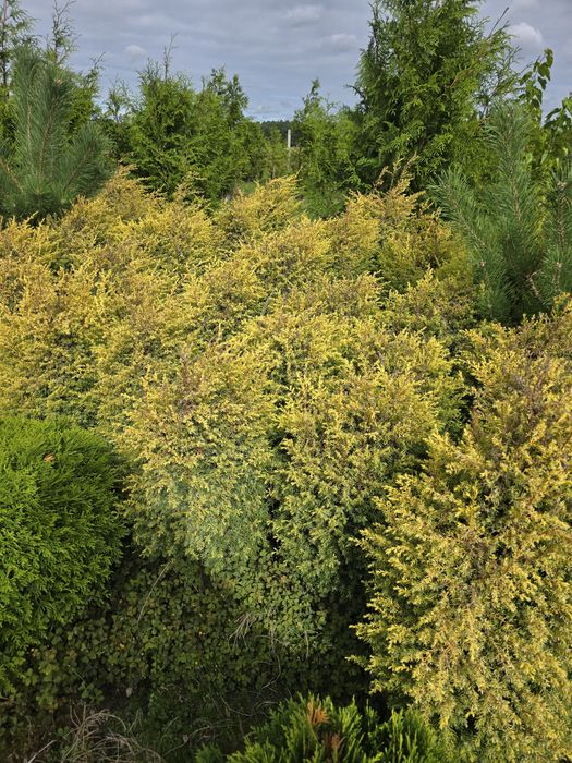 Jałowiec Gold Cone 40-80 cm  pospolity żółty Gold blue arrow arnold