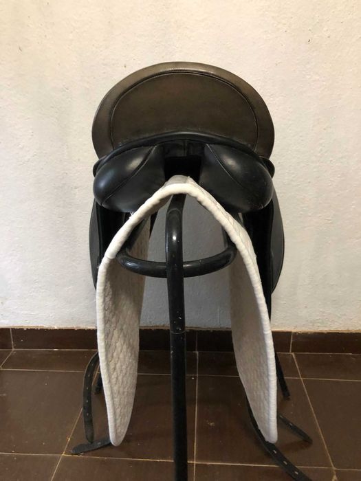 Sela County Perfection para ensino/dressage