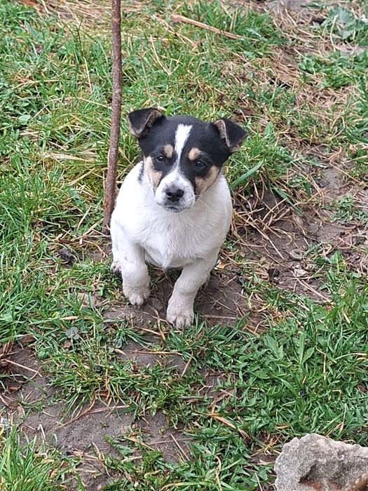 Oddam 3 miesięczną suczkę