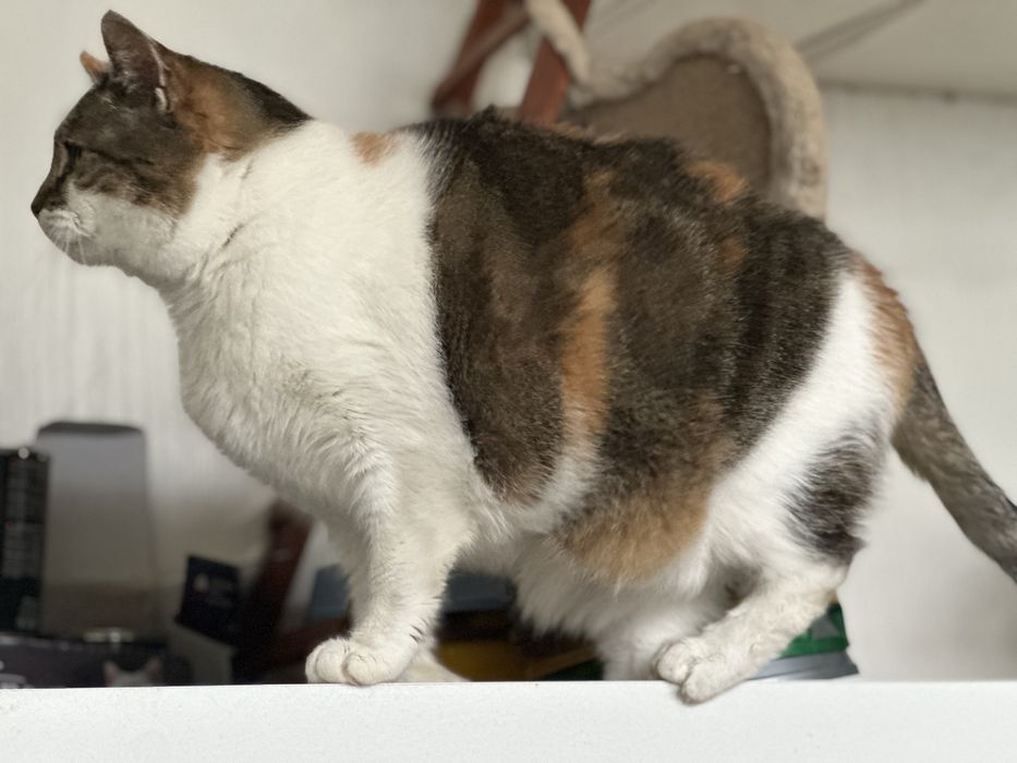 April - urocza kotka ze schroniska, ur. 2020