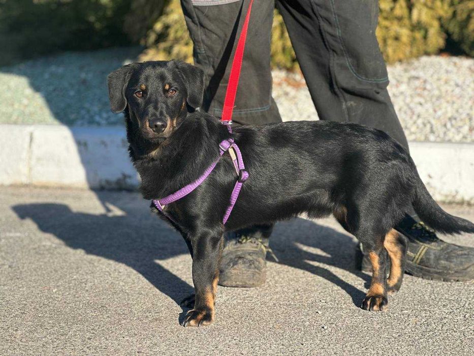Метис Такси Тьома шукає родину, безкоштовно