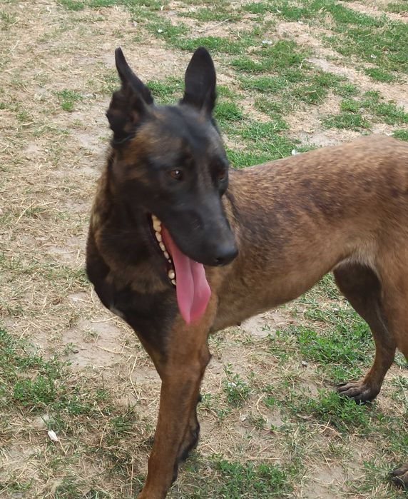 Бельгійська вівчарка