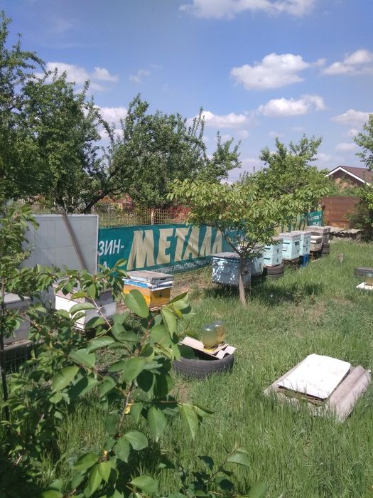 Распродажа пасики