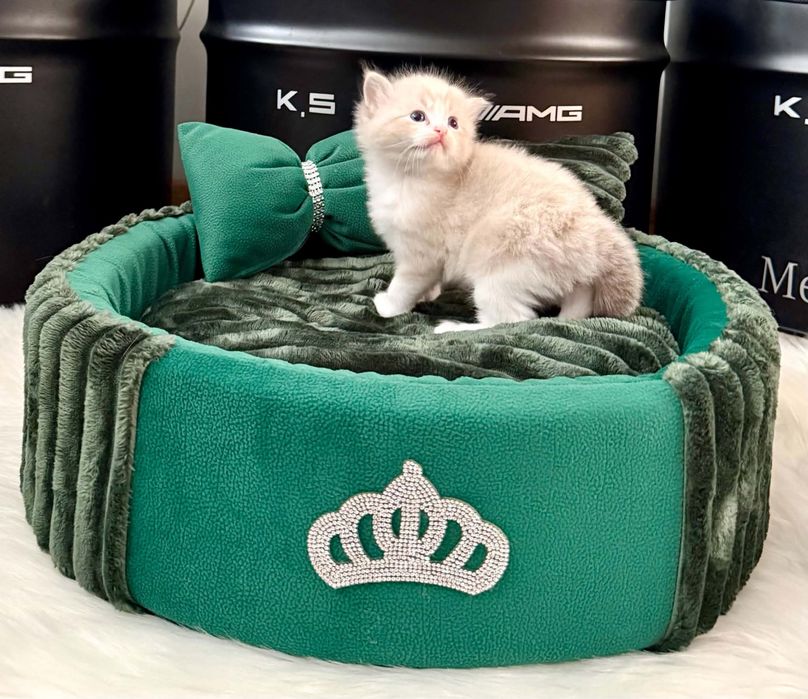 Ragdoll  kocurek