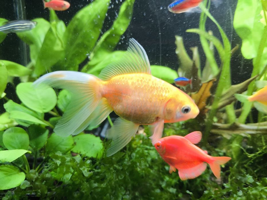 Продам золоту рибку