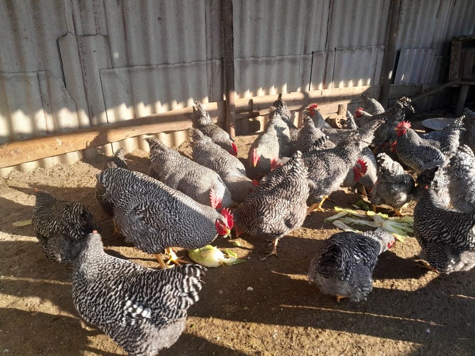 Продам півнів амрокс