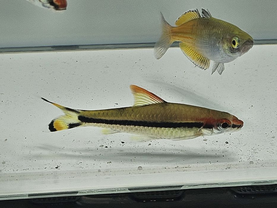 Brzanka denisona