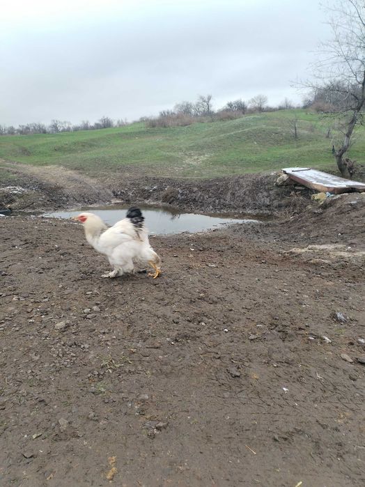 Продам півника порода Брама