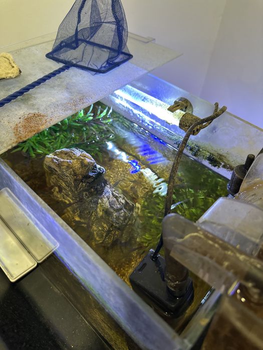 Aquario com peixes Guppy