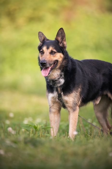 Mieszaniec owczarka Max szuka domu