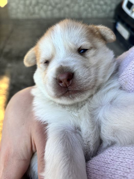 Щенки хаски мальчик