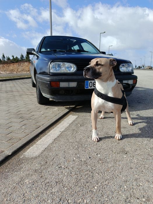 American Staffordshire