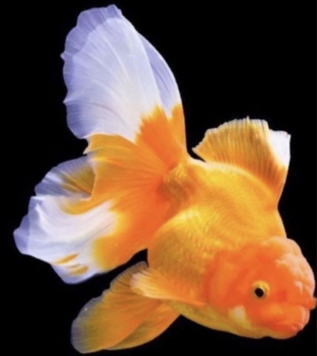 Карась Оранда Риукин Комета Телескоп