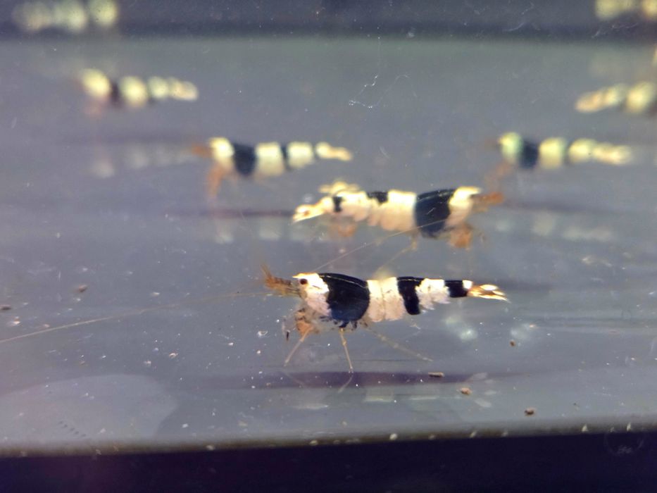 Krewetka caridina crystal black
