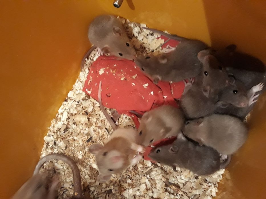 Щурики декоративні