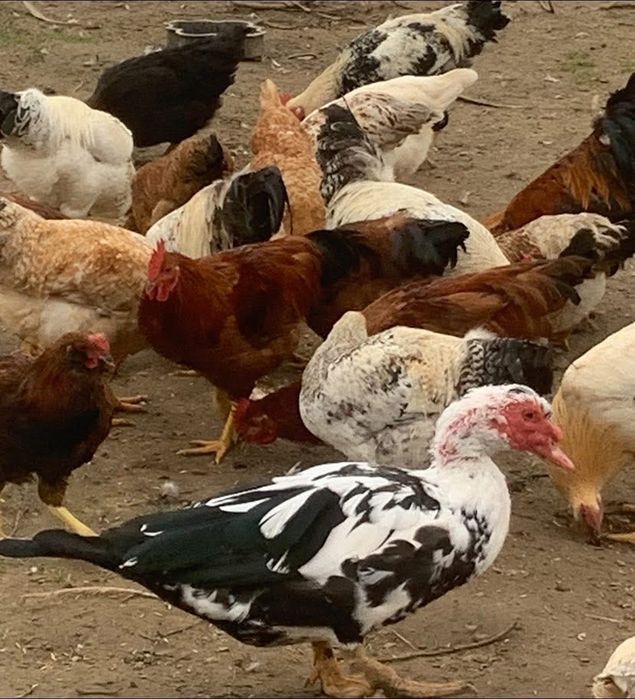 Індики,кури,індокачки(ваговики),кози(5літер молока)