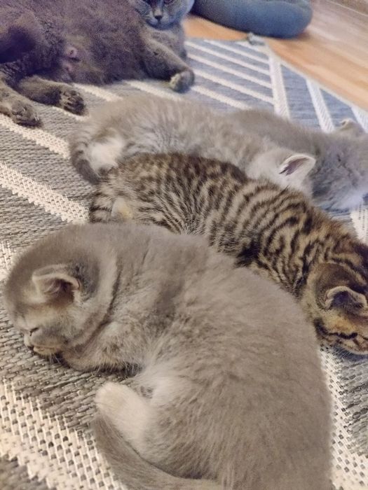 Британські кошенята