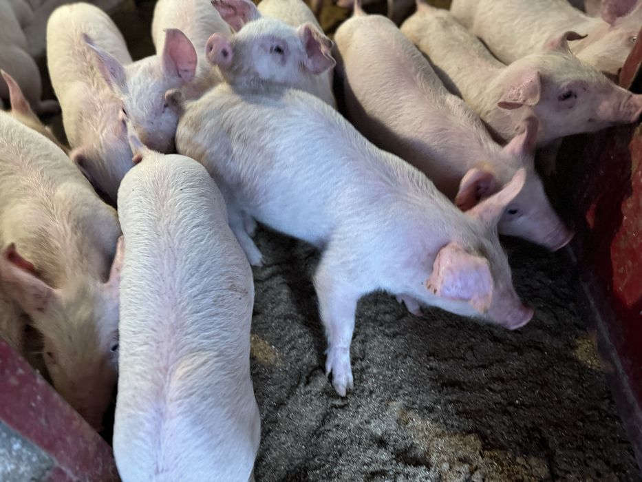 Продам поросят трьохлінійний гібрид